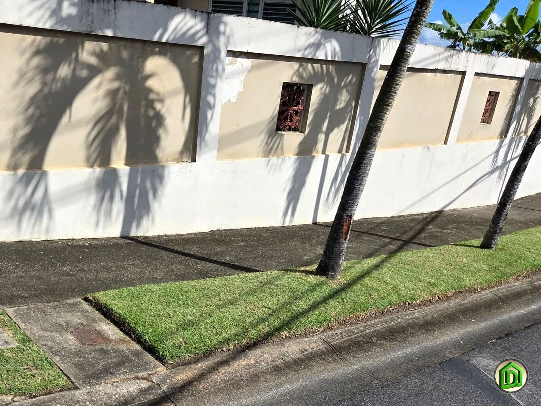 Jardín con palmas recortado